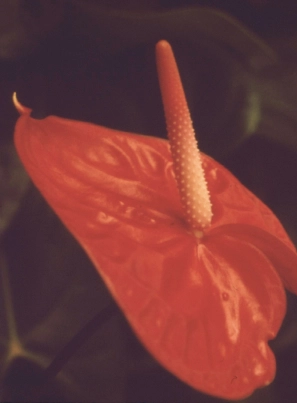 Close-up van een rode anthurium.