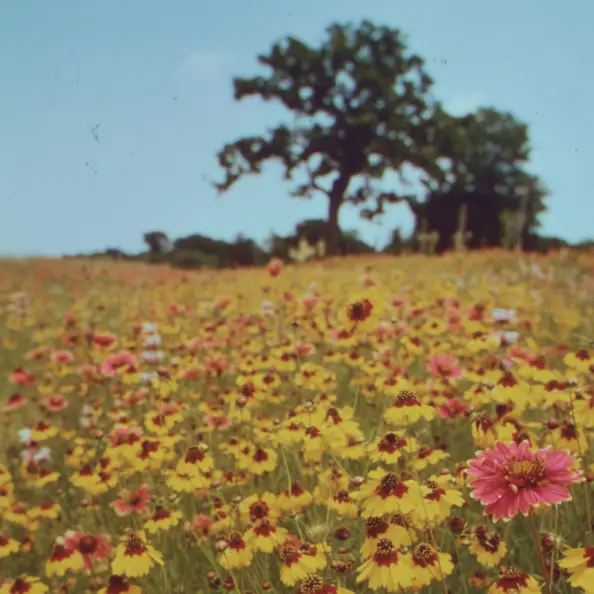 Foto van een veld vol bloemen, een blauwe lucht en een boom.